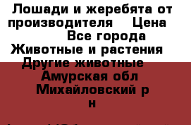 Лошади и жеребята от производителя. › Цена ­ 120 - Все города Животные и растения » Другие животные   . Амурская обл.,Михайловский р-н